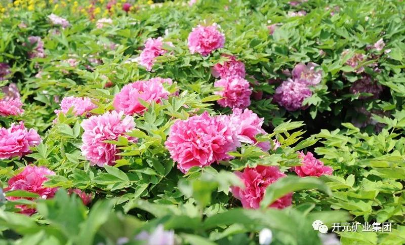 開(kāi)元恭迎八方客，盛情盡在迪尼斯